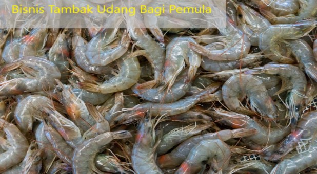 Bisnis Tambak Udang Bagi Pemula