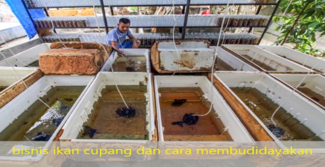bisnis ikan cupang dan cara membudidayakan