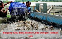Bingung Mau Buka Bisnis? Coba Dengan Tambak Lele