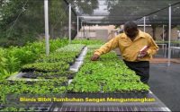 Bisnis Bibit Tumbuhan Sangat Menguntungkan