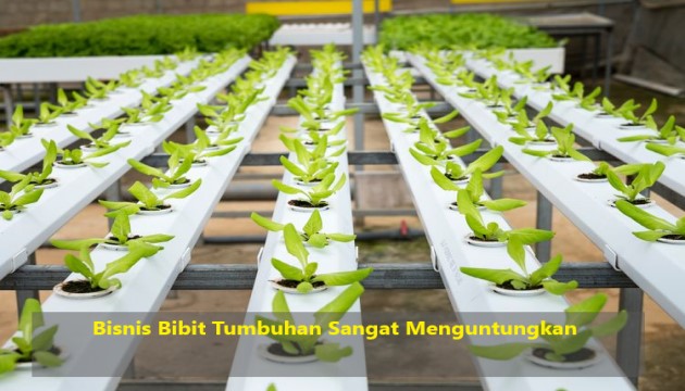 Bisnis Bibit Tumbuhan Sangat Menguntungkan