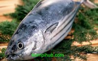 Ikan Tuna