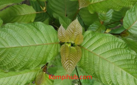 Daun Kratom