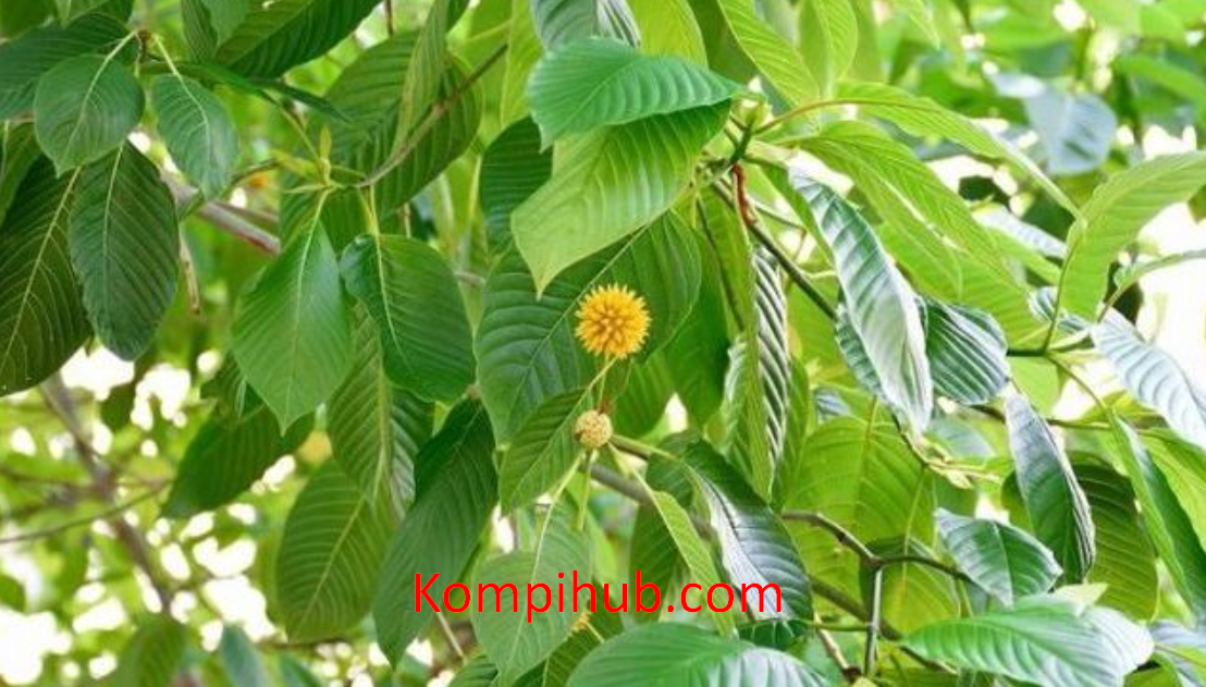 Daun Kratom