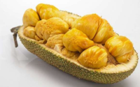Cempedak