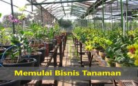 Memulai Bisnis Tanaman