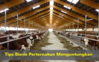 Tips Bisnis Perternakan Menguntungkan 