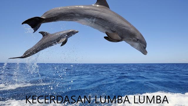 lumba lumba