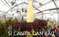 bunga bangkai