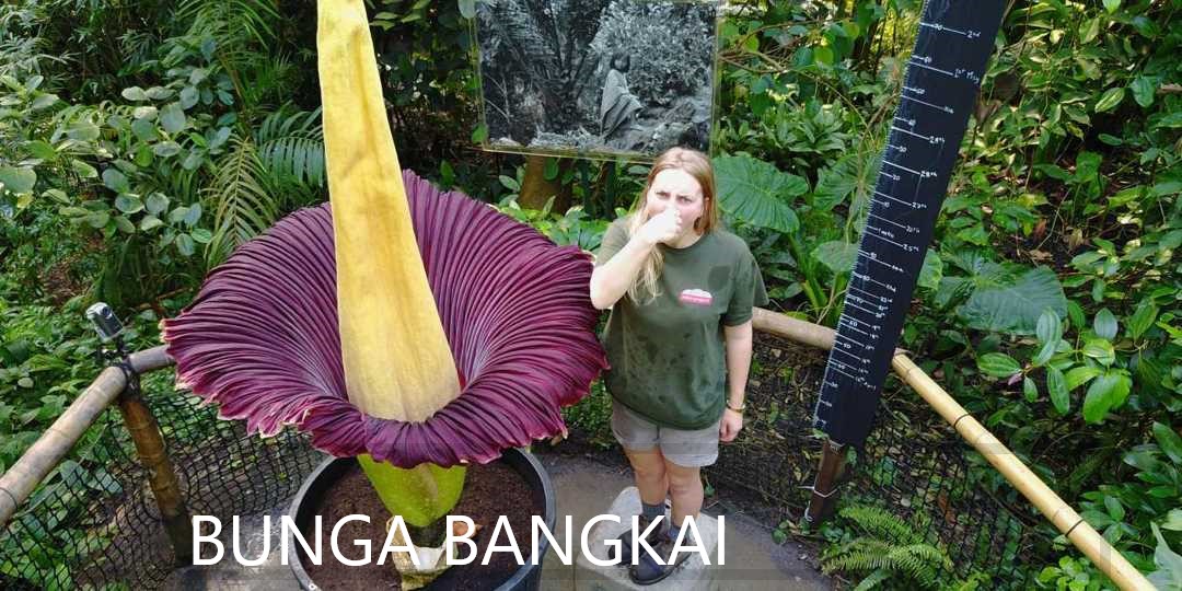 bunga-bangkai