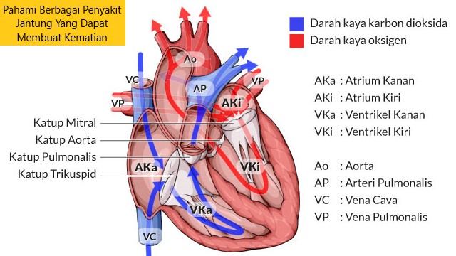 Penyakit Jantung