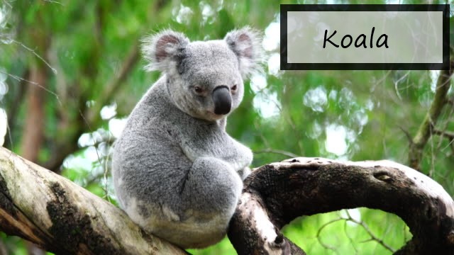 Koala