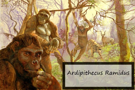 Ardipithecus Ramidus