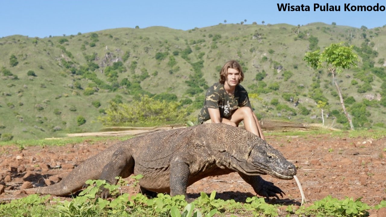 Wisata Pulau Komodo